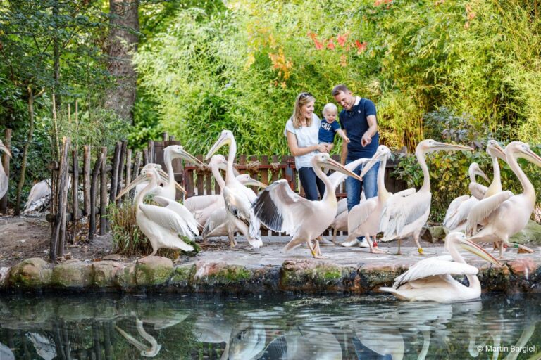 Pelikane_Familie_2022_3c-martin-bargiel
