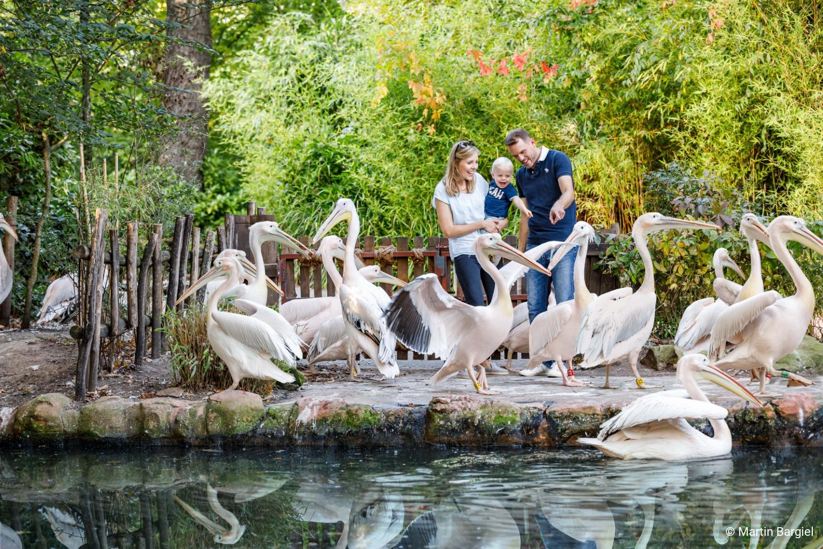 Pelikane_Familie_2022_3c-martin-bargiel